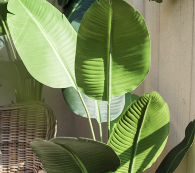 Green Banana Plant